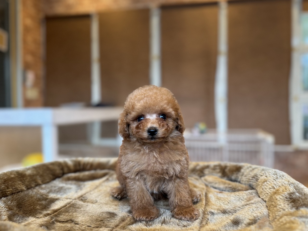 プロフィールmocomoco | ティーカップ・トイプードルの専門ブリーダー